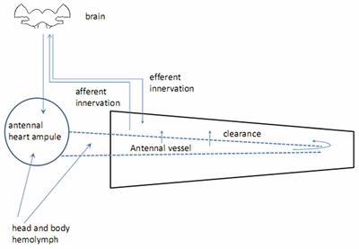 Biogenic Amines in Insect Antennae